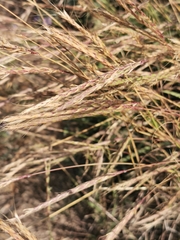 Andropogon distachyos