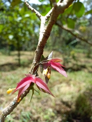 Pterostemma antioquiense