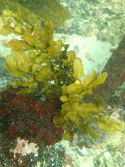 Sargassum incisifolium