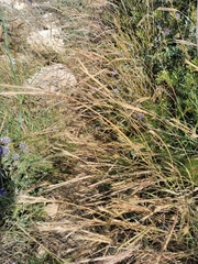 Andropogon distachyos