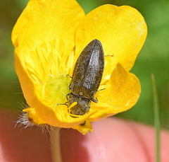 Prosternon tessellatum