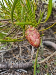 Protea pudens