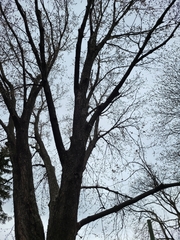Acer saccharinum