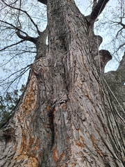 Acer saccharinum