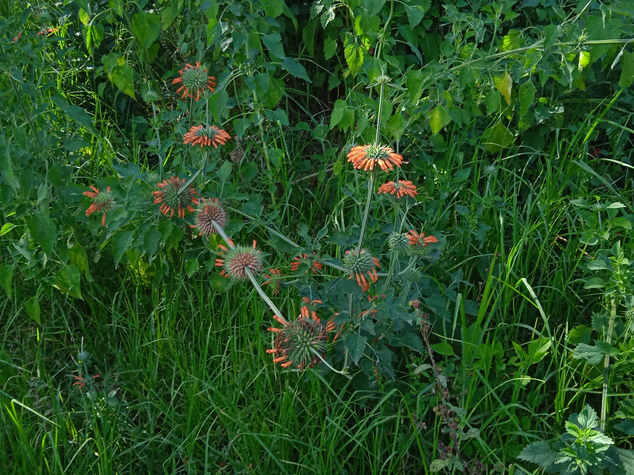 Leonotis nepetifolia image