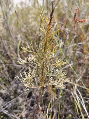 Senecio foeniculoides