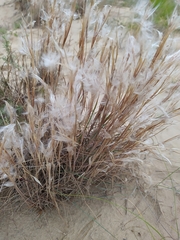 Andropogon arenarius