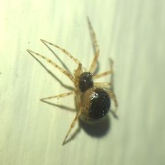 Sardinidion blackwalli