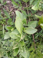 Silene latifolia alba