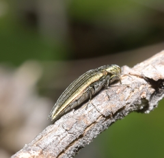 Agrilus sulcatulus