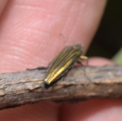 Agrilus sulcatulus