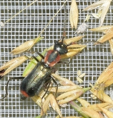 Cyrtosus cyanipennis