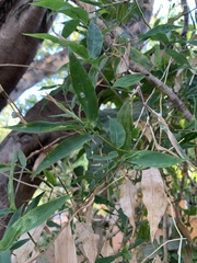 Lasiacis ruscifolia