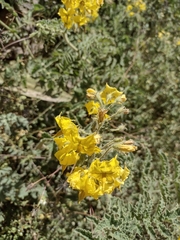 Solanum habrochaites