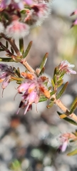 Erica eriocephala