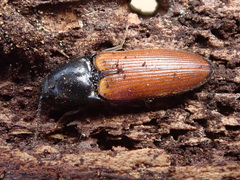 Ampedus nigroflavus