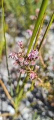 Erica eriocephala
