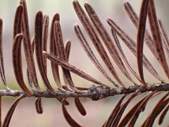Phaeocryptopus