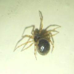 Sardinidion blackwalli