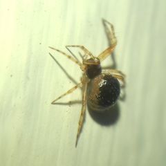 Sardinidion blackwalli