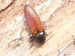 Ampedus nigroflavus