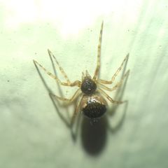 Sardinidion blackwalli
