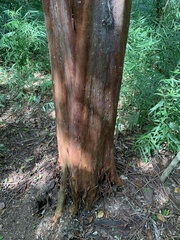 Eugenia candolleana