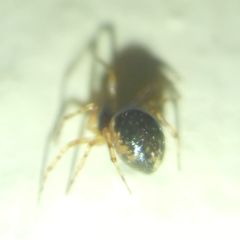 Sardinidion blackwalli