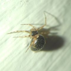 Sardinidion blackwalli