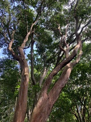 Eugenia candolleana