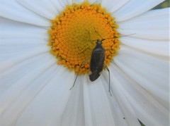 Closterotomus annulus