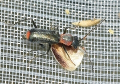 Cyrtosus cyanipennis
