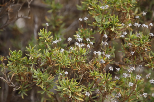 Image of Felicia fruticosa by (c) Tony Rebelo, some rights reserved (CC BY-SA)