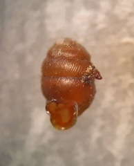 Vertigo angustior