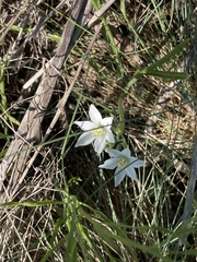 Ornithogalum orthophyllum