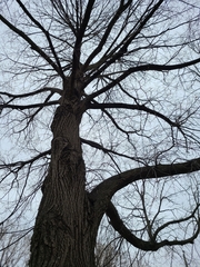 Tilia