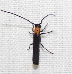 Oberea perspicillata