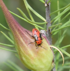 Lygaeus kalmii