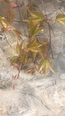 Parthenocissus tricuspidata