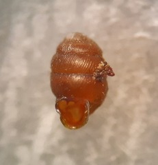 Vertigo angustior