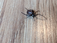Steatoda grossa