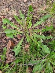 Magnoliopsida