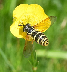 Chrysotoxum elegans