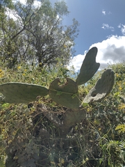 Opuntia ficus-indica