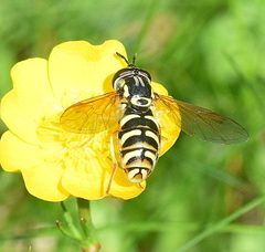 Chrysotoxum elegans