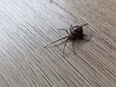 Steatoda grossa