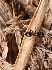 Crematogaster peringueyi