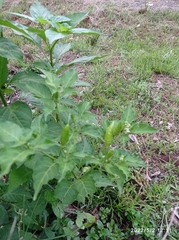 Capsicum annuum
