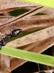 Crematogaster peringueyi