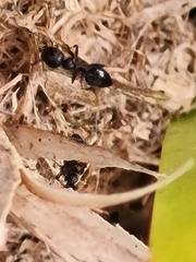 Crematogaster peringueyi